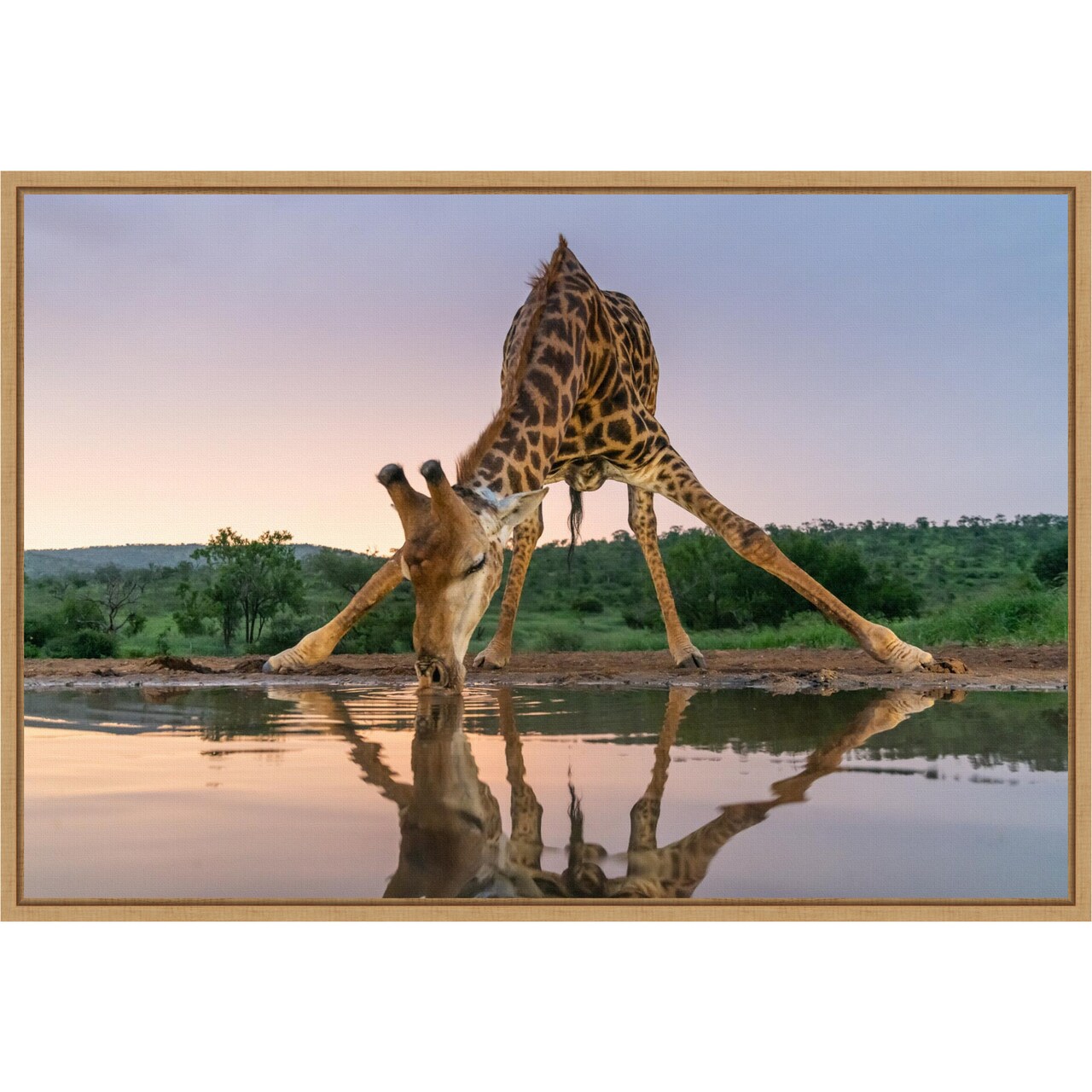 Sunset giraffe drinking by Francoisventer 23-in. W x 16-in. H. Canvas Wall Art Print Framed in Natural